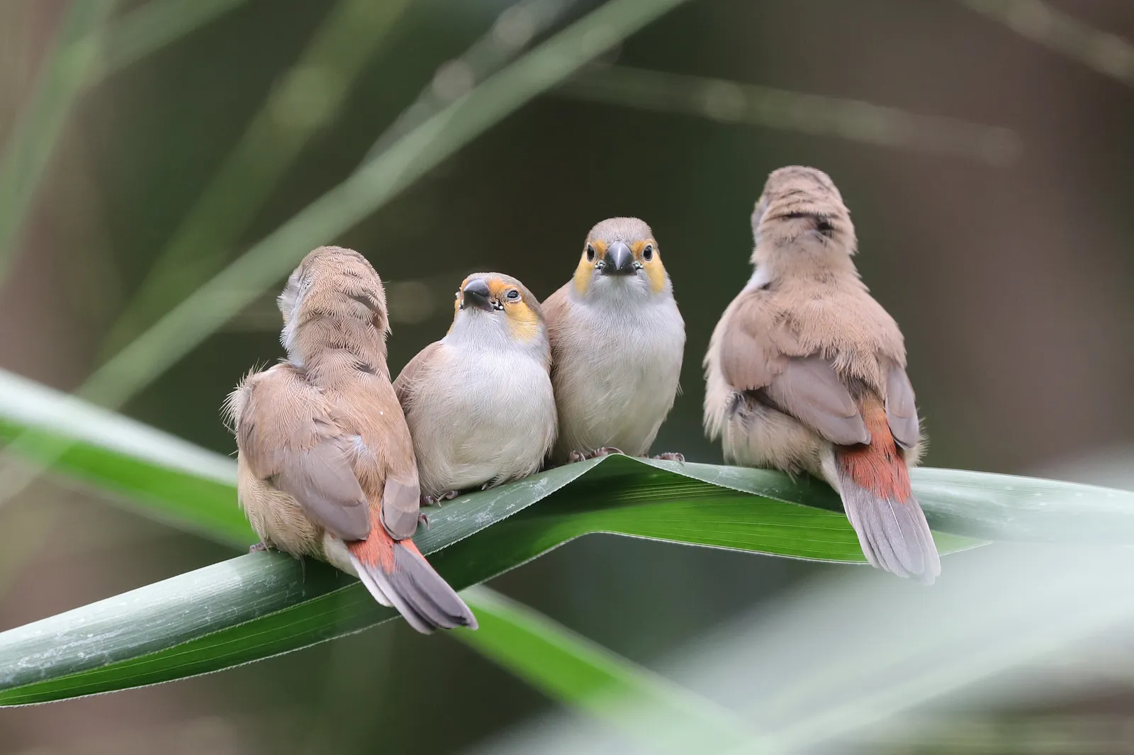 The Edwin B. Forsythe National Wildlife Refuge (ORANGE-CHEEKED WAXBILL (5-5-2018) waihee coastal dunes and wetland refuge, maui co, hawaii -21, CC0)