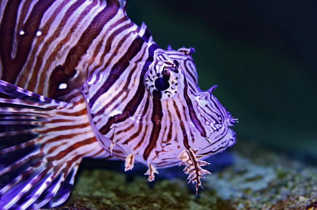 Zebrafish and the Diurnal Activity Peak (Image Credits: Unsplash)