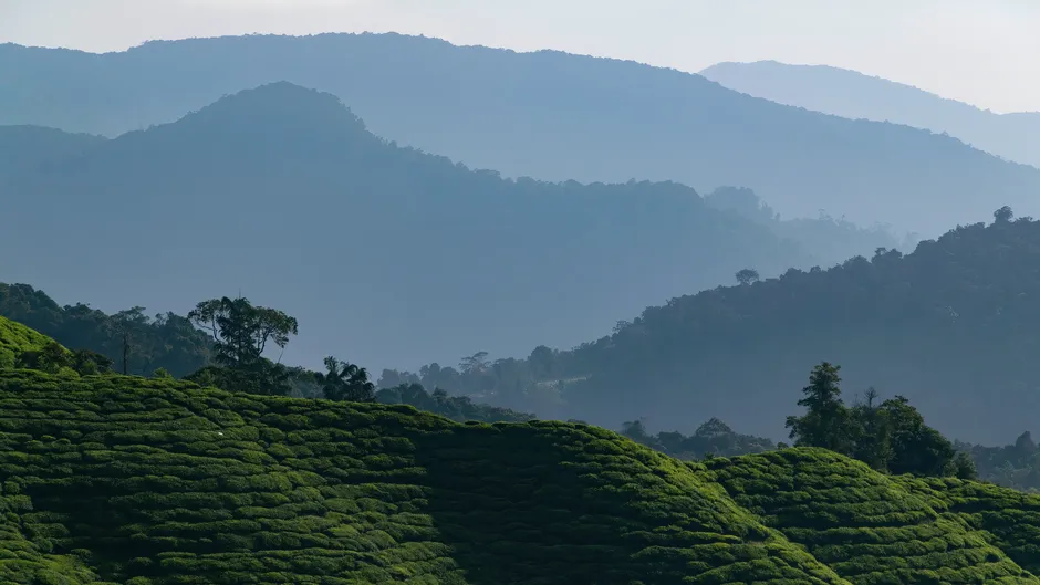 The Mossy Forest: An Ancient World Above the Clouds (Image Credits: Pexels)