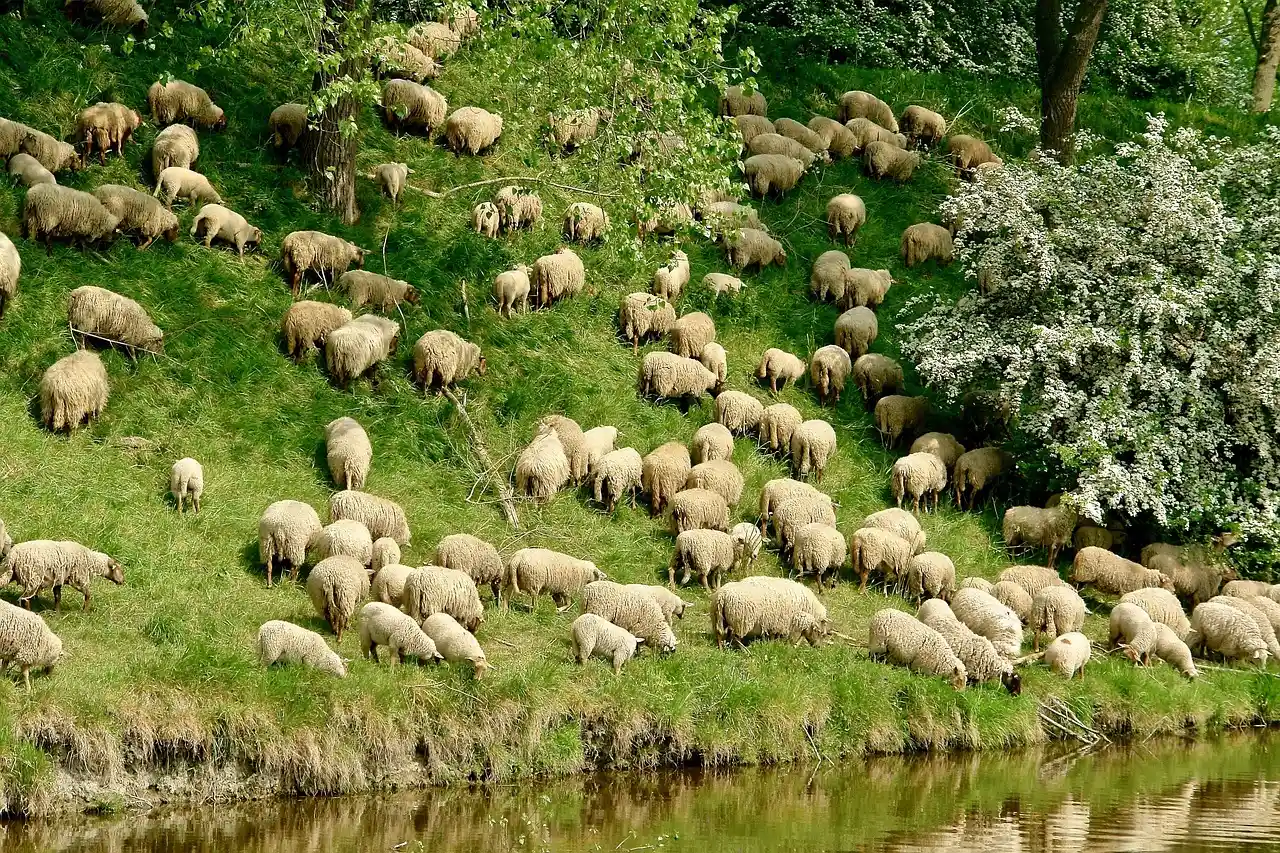 The Acadians and Their Ingenious Dyke System (Image Credits: Pixabay)