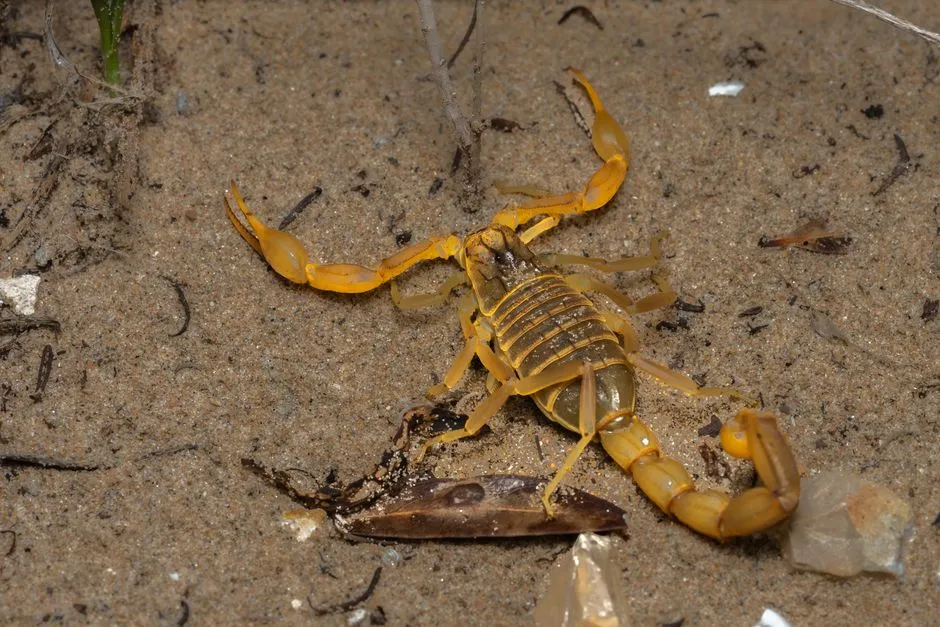 What Actually Happens When Scorpio Goes Off-Grid (Image Credits: Pexels)