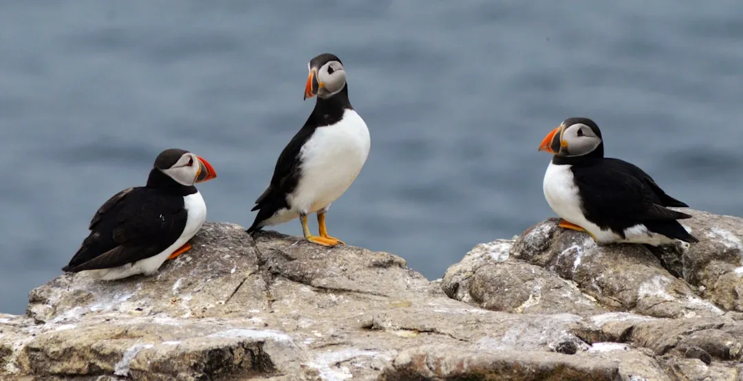 Icebergs, Whales, And Puffins (Image Credits: Unsplash)
