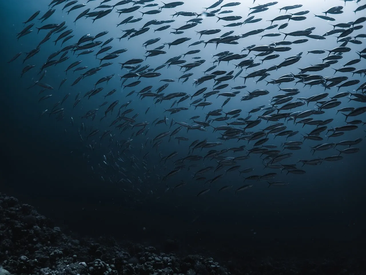 The Depth That Changes Everything (Image Credits: Pixabay)