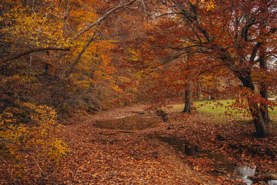 4. Shawnee National Forest, Southern Illinois - Right in Your Own Backyard (Image Credits: Pexels)