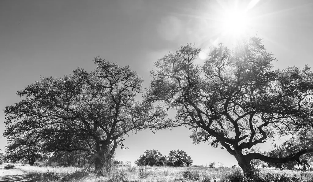 Bending Branch Winery: Science, Tannat, and Texas White Oak (Corey Leopold, Flickr, CC BY 2.0)