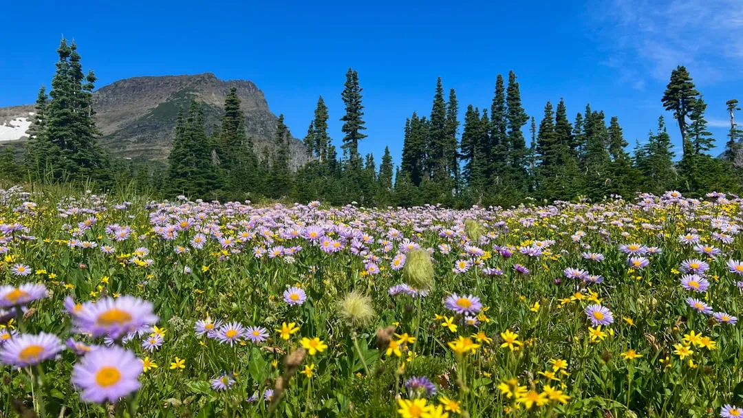 North Cascades Wildflower Trails, Washington (Image Credits: Unsplash)