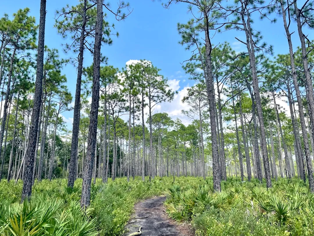 Apalachicola, Nearby, Is a Town That Time Treated Kindly (Image Credits: Unsplash)