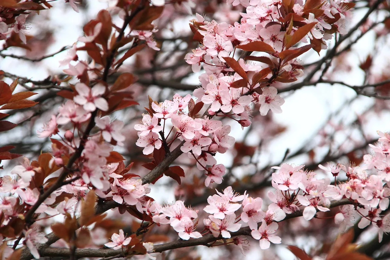 Why the Japanese Garden Tradition Makes Seasonal Change Its Central Purpose (Image Credits: Pixabay)
