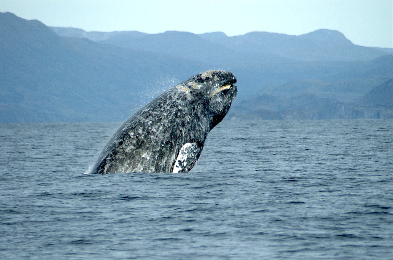Oregon State Parks' Whale Watch Week Program (By Merrill Gosho, NOAA, Public domain)
