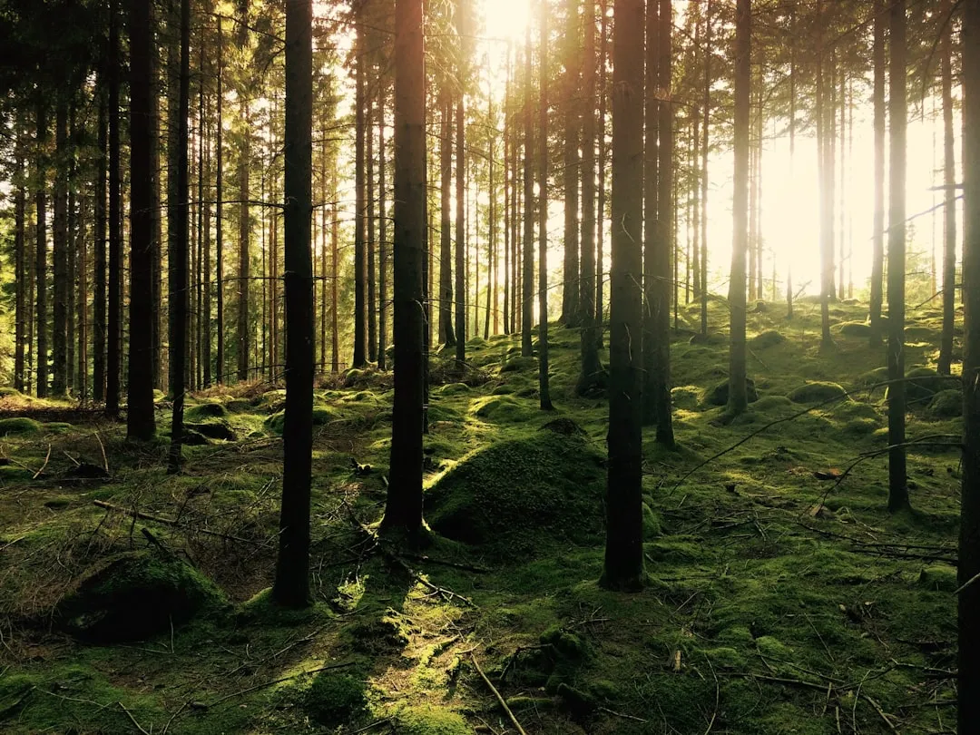 What the Science Says About Nature and the Unplugged Mind (Image Credits: Unsplash)