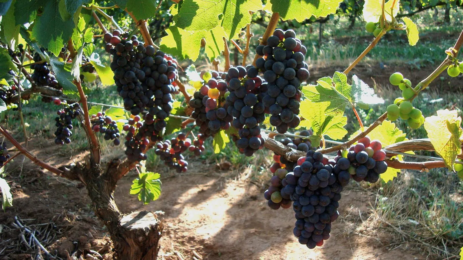 The Terroir That Started It All: Dundee Hills (Flickr: Wine Country, CC BY-SA 2.0)