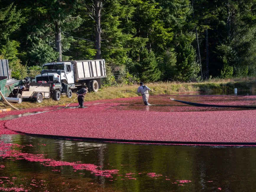 How Much Water Does a Cranberry Bog Actually Need? (Image Credits: Pexels)