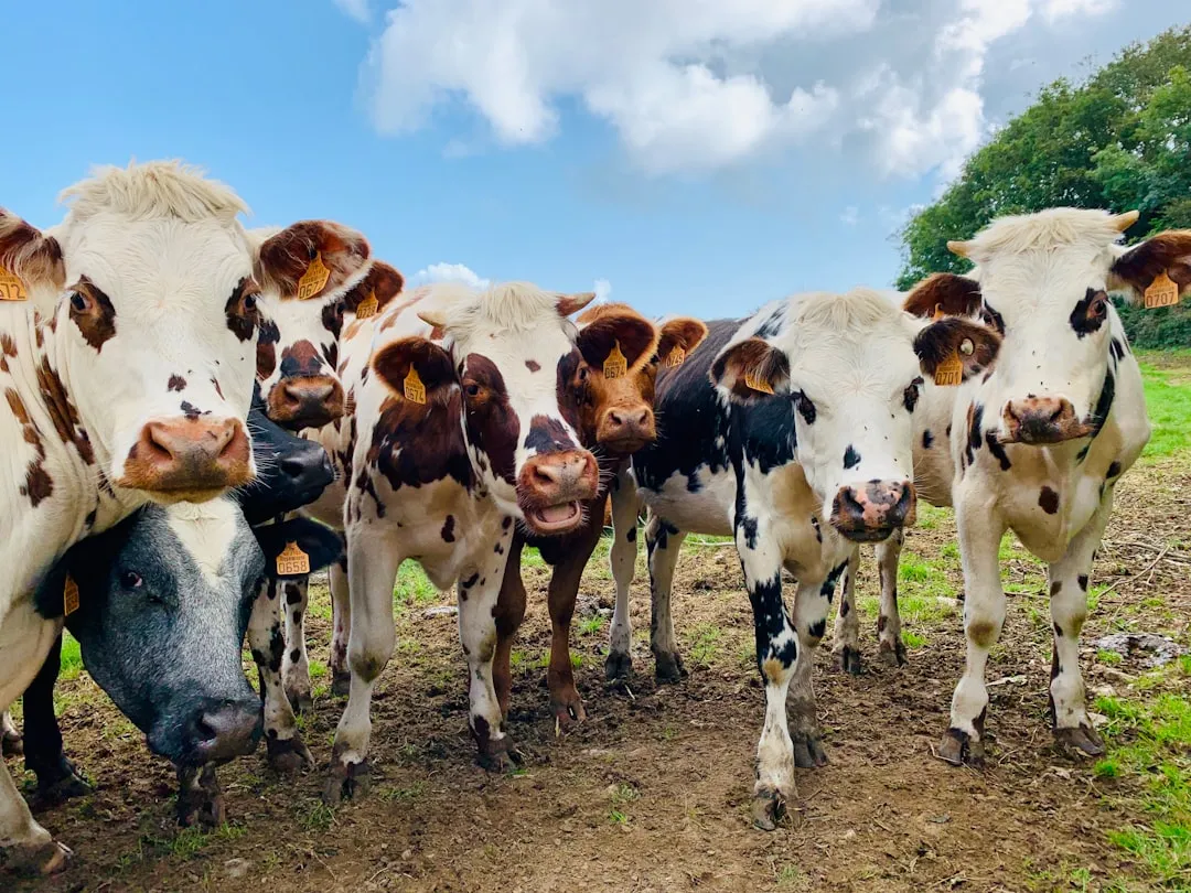 Milking Cows and Goats (Image Credits: Unsplash)