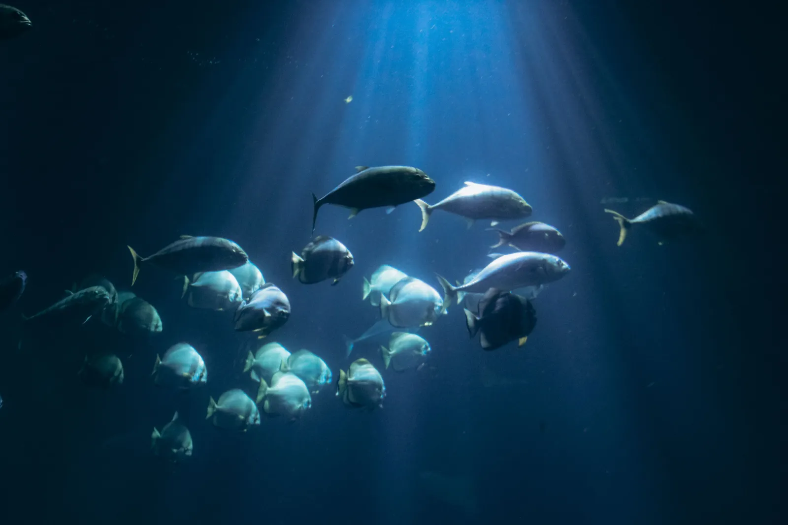 Pisces: The Dreamer Who Lost Track of the Clock (Image Credits: Pexels)