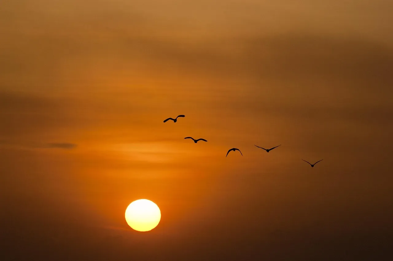 The Dusk Window Is Underrated (Image Credits: Pixabay)