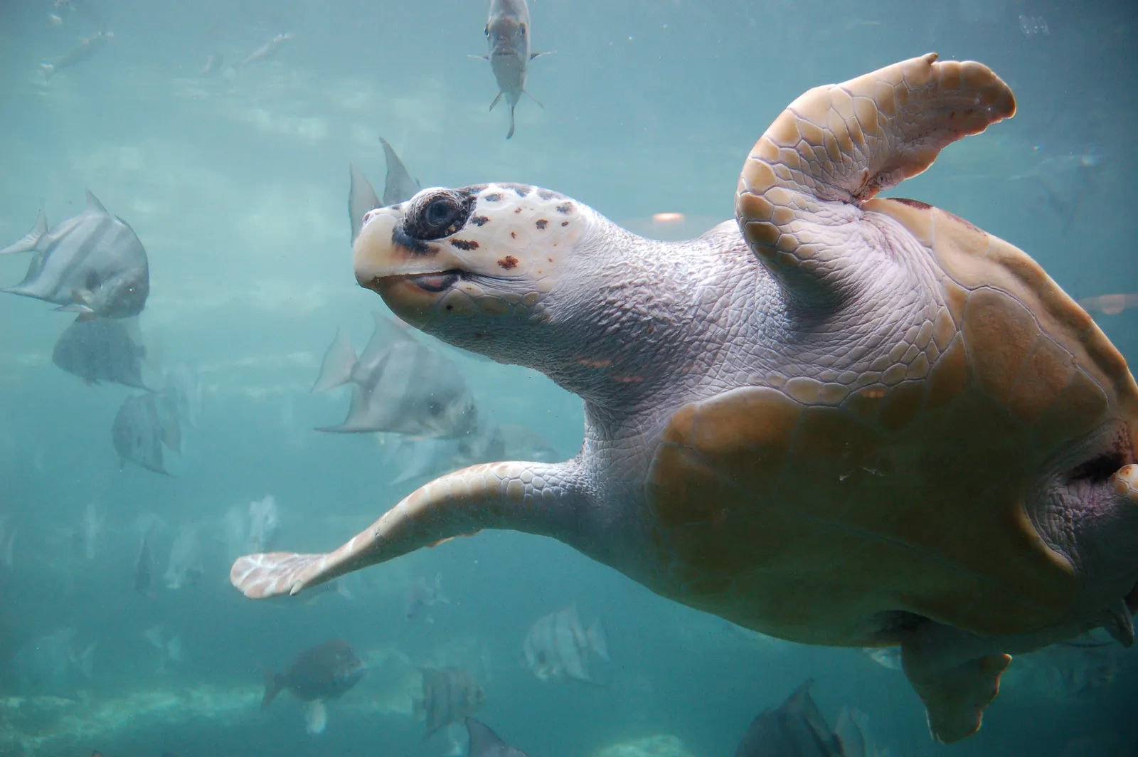 Fripp Island: A Designated Wildlife Sanctuary (originally posted to Flickr as Loggerhead turtle, CC BY 2.0)