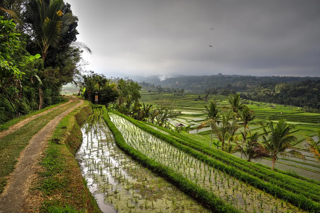 2. Jatiluwih Rice Terraces, Tabanan: The UNESCO Heavyweight (Strocchi, Flickr, CC BY-SA 2.0)