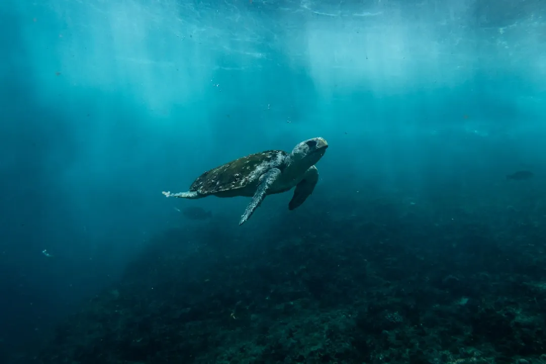 A Refuge for Sea Turtles (Image Credits: Unsplash)