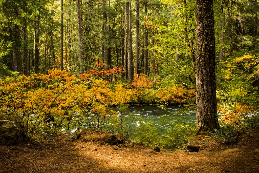 The Ethics of Building in an Ancient Forest (Image Credits: Flickr)