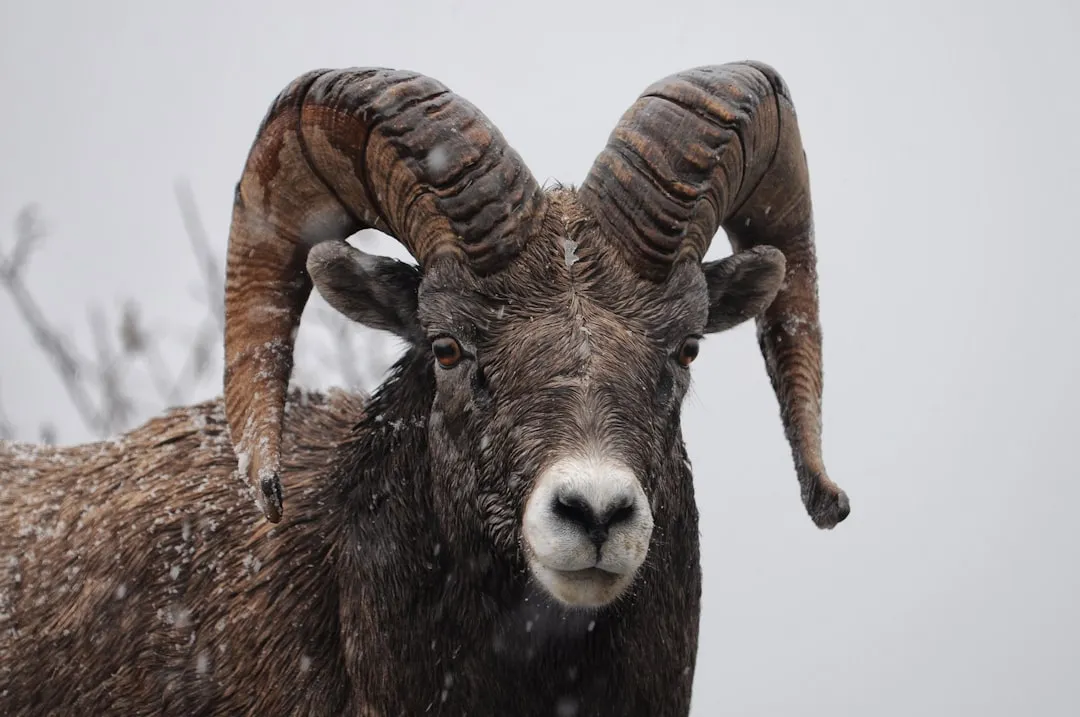 Wildlife That Wanders Into View (Image Credits: Unsplash)