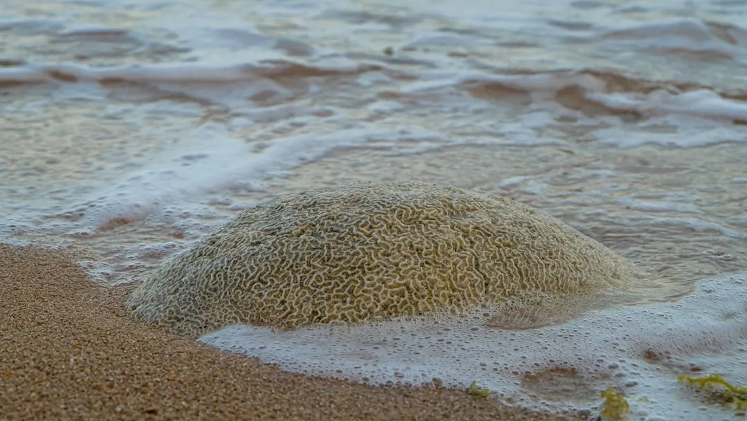 Why Coral Sand Looks and Feels Different (Image Credits: Unsplash)