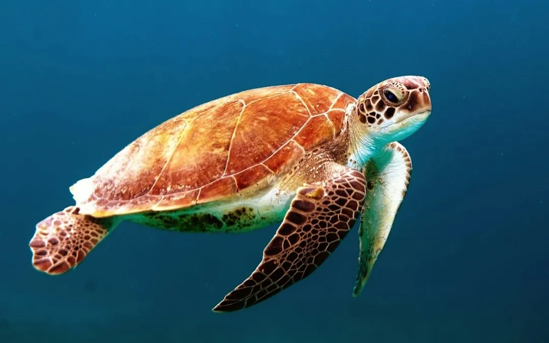Witnessing Green Turtles at Ras al Jinz (Image Credits: Unsplash)