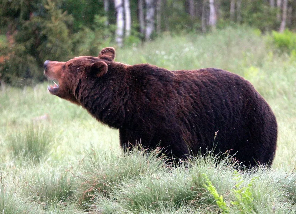 The Role of Noise in Deterring Wildlife (irio.jyske, Flickr, CC BY 2.0)