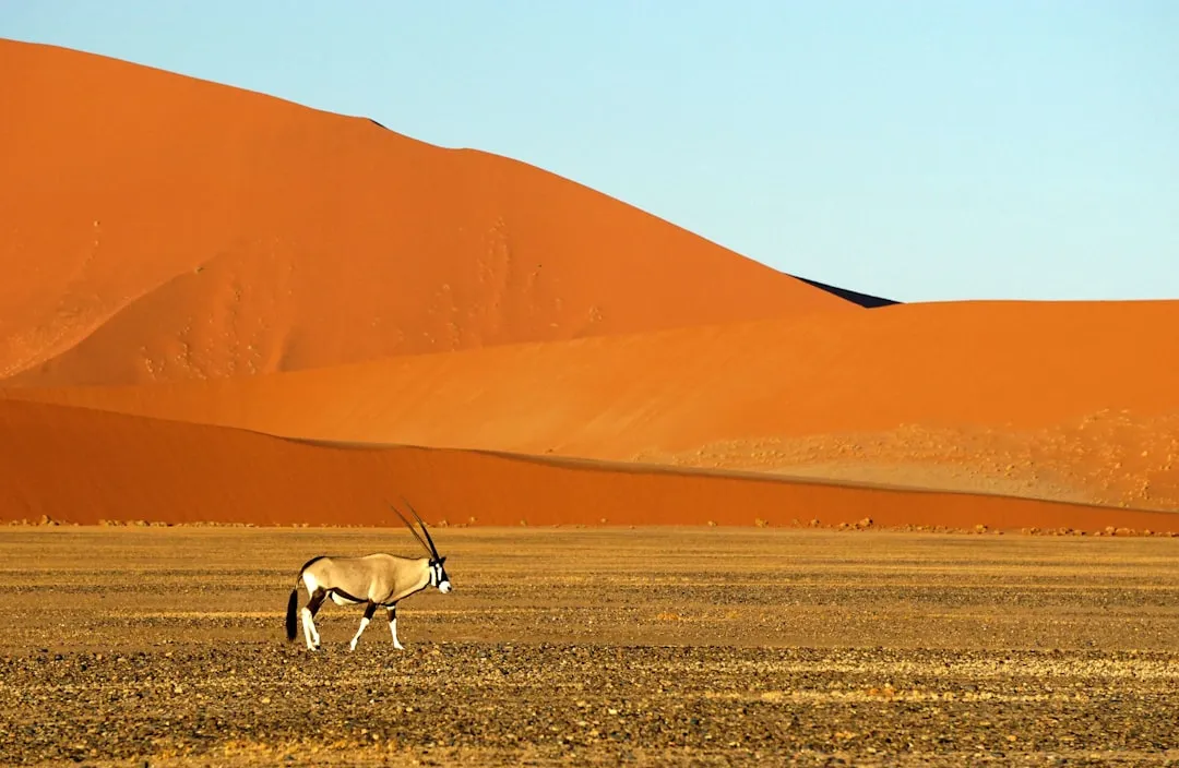 Sossusvlei: Dunes That Change Color By the Hour (Image Credits: Unsplash)