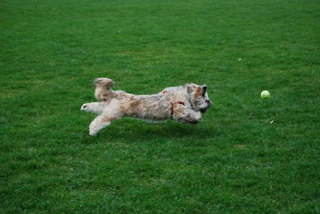 How Much Flying With Your Dog Actually Costs (Peter & Michelle S, Flickr, CC BY 2.0)