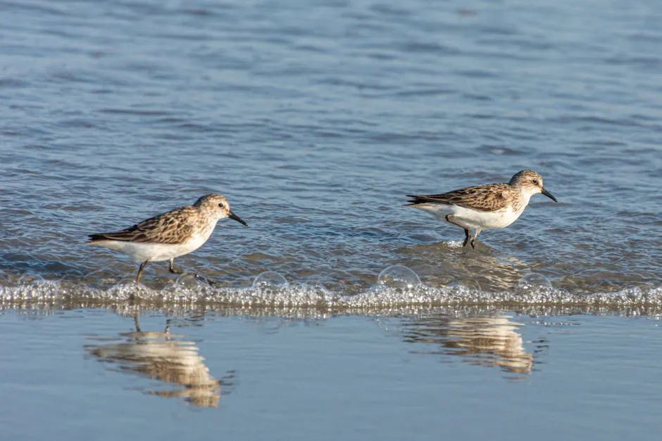 A Critical Stopover for Migratory Shorebirds (Image Credits: Pexels)