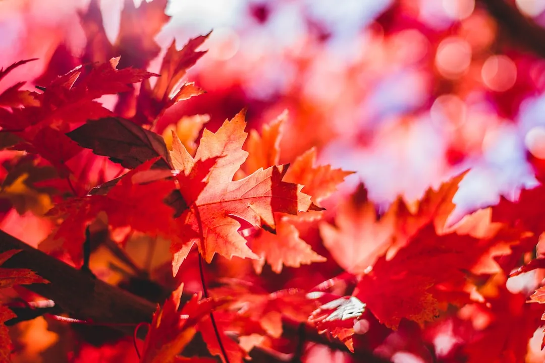 The Color Shift That Most People Don't Expect (Image Credits: Unsplash)