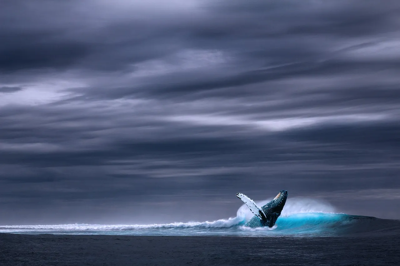 The Role Tides Play in Concentrating Whales (Image Credits: Pixabay)