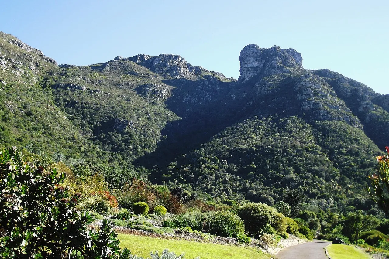 Fynbos: The Vegetation That Defines a Province (Image Credits: Pixabay)