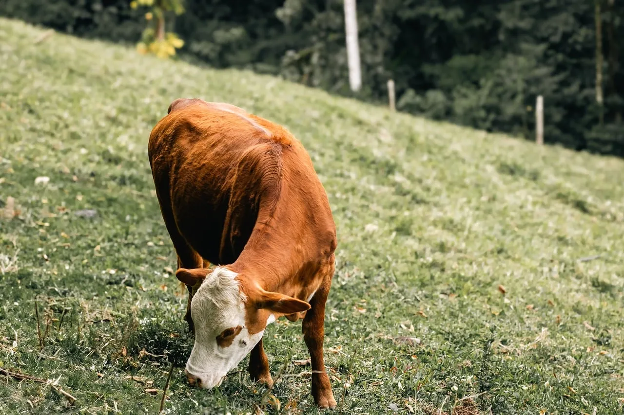 Dairy on the Road: What Consolidation Looks Like From the Saddle (Image Credits: Pixabay)