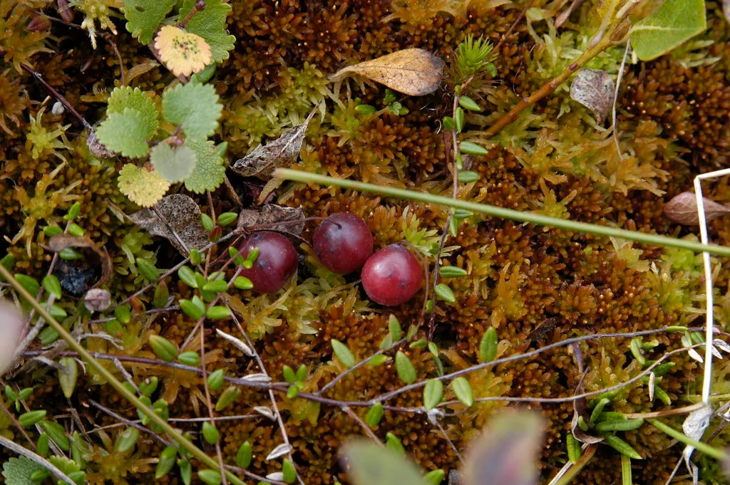 The Bog Itself: Built for Flooding from the Start (Andrea Pokrzywinski, Flickr, CC BY 2.0)