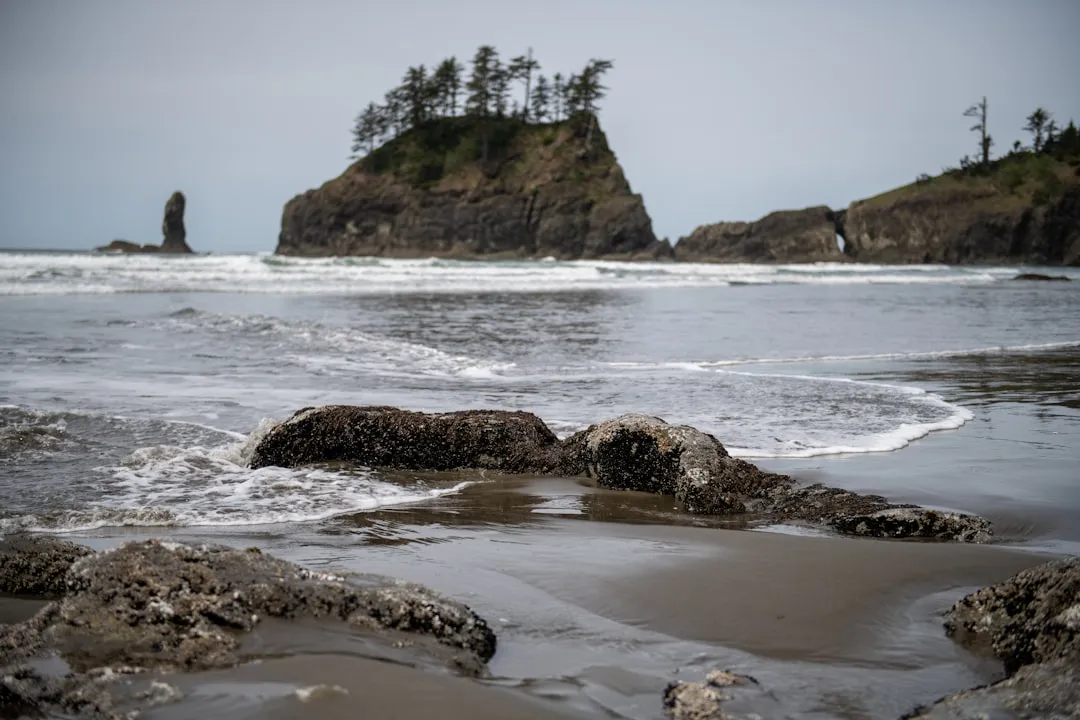 Kalaloch and Ruby Beach: The Rainforest Meets the Sea (Image Credits: Unsplash)