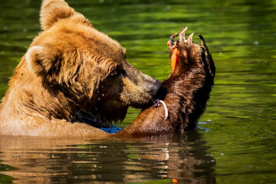 Why Proper Food Storage Reduced Bear Incidents Dramatically (Image Credits: Pexels)