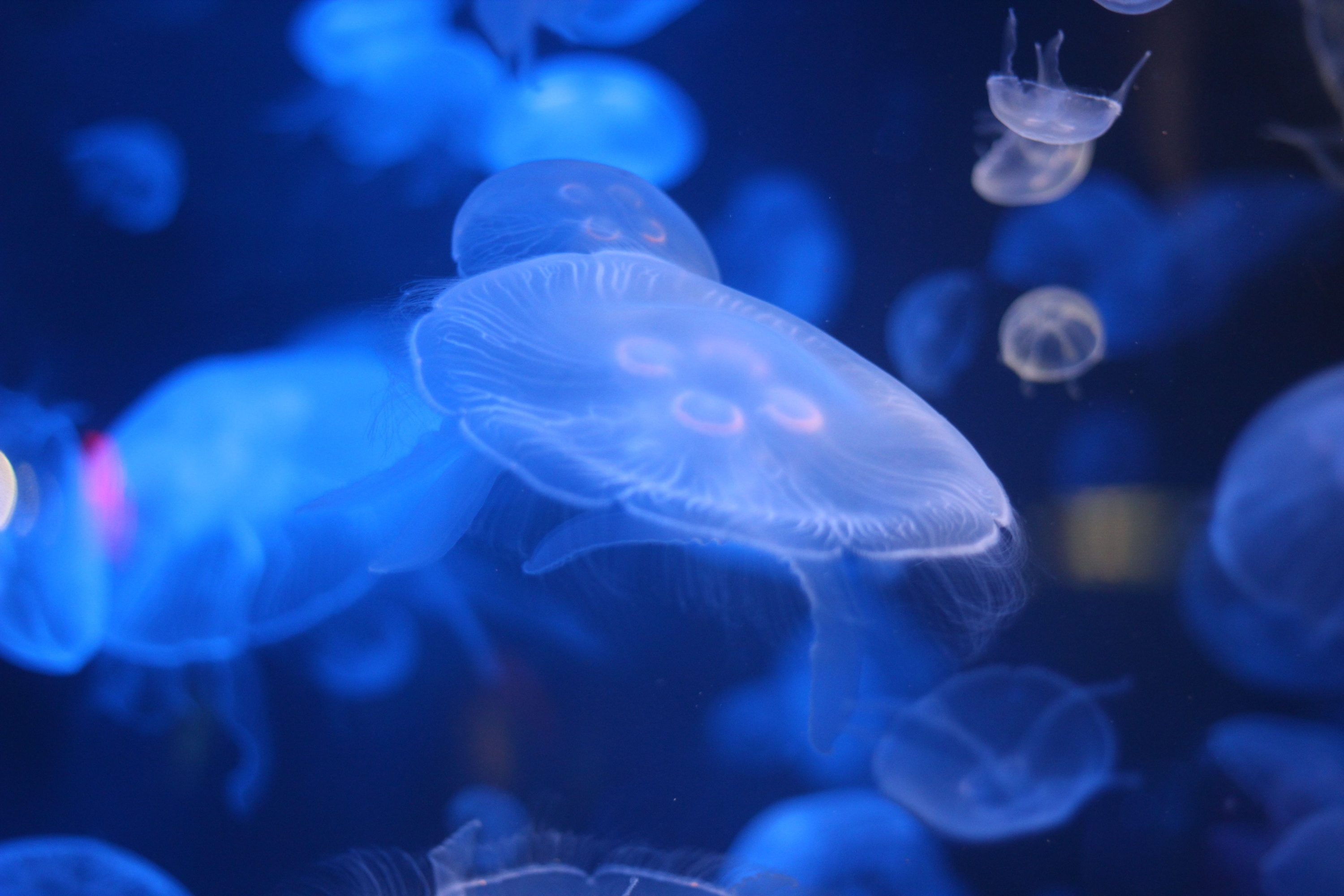 This Gulf Coast Island Has Water That Glows Blue at Night - And Scientists Figured Out Why
