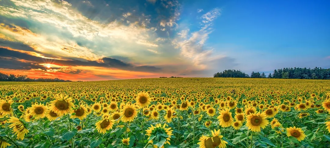 The Economic Weight of Golden Fields (Image Credits: Unsplash)