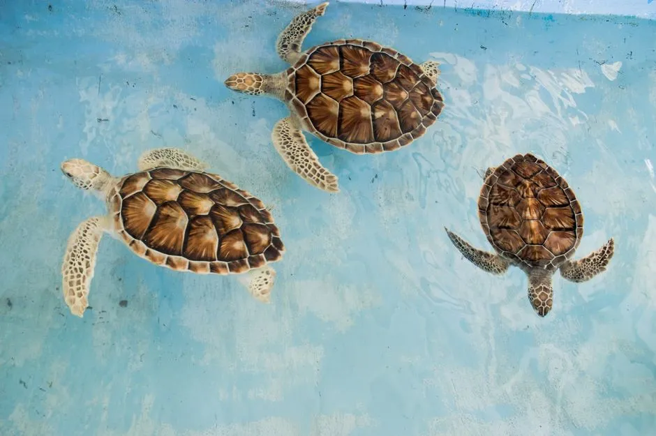 Sea Turtles, Dolphins, and Bird Life (Image Credits: Pexels)