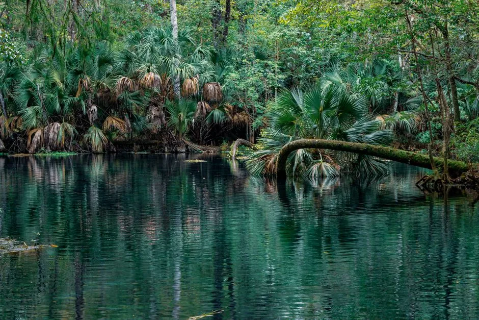 Florida's Springs Are a Lifeline, Not Just a Backdrop (Image Credits: Pexels)