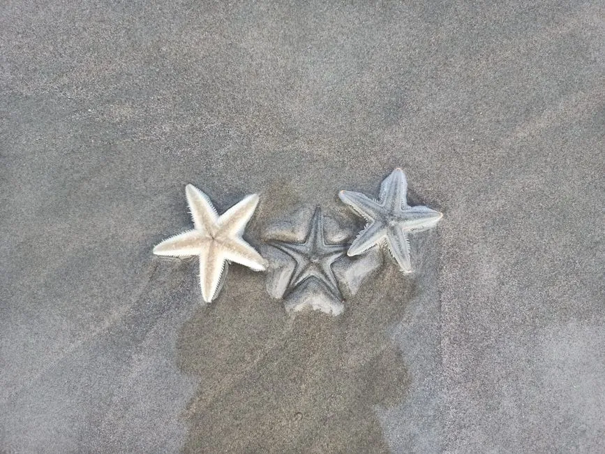 Tide Pool Life That Surprises Even Experienced Explorers (Image Credits: Pexels)