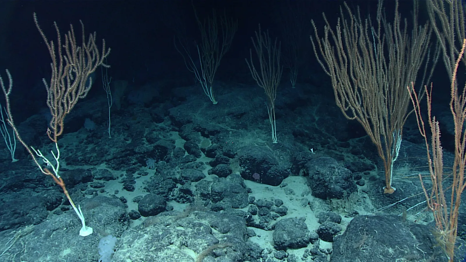 Breeding Corals Out of Season (By NOAA Office of Ocean Exploration and Research, Deep-Sea Symphony: Exploring the Musicians Seamounts, Public domain)