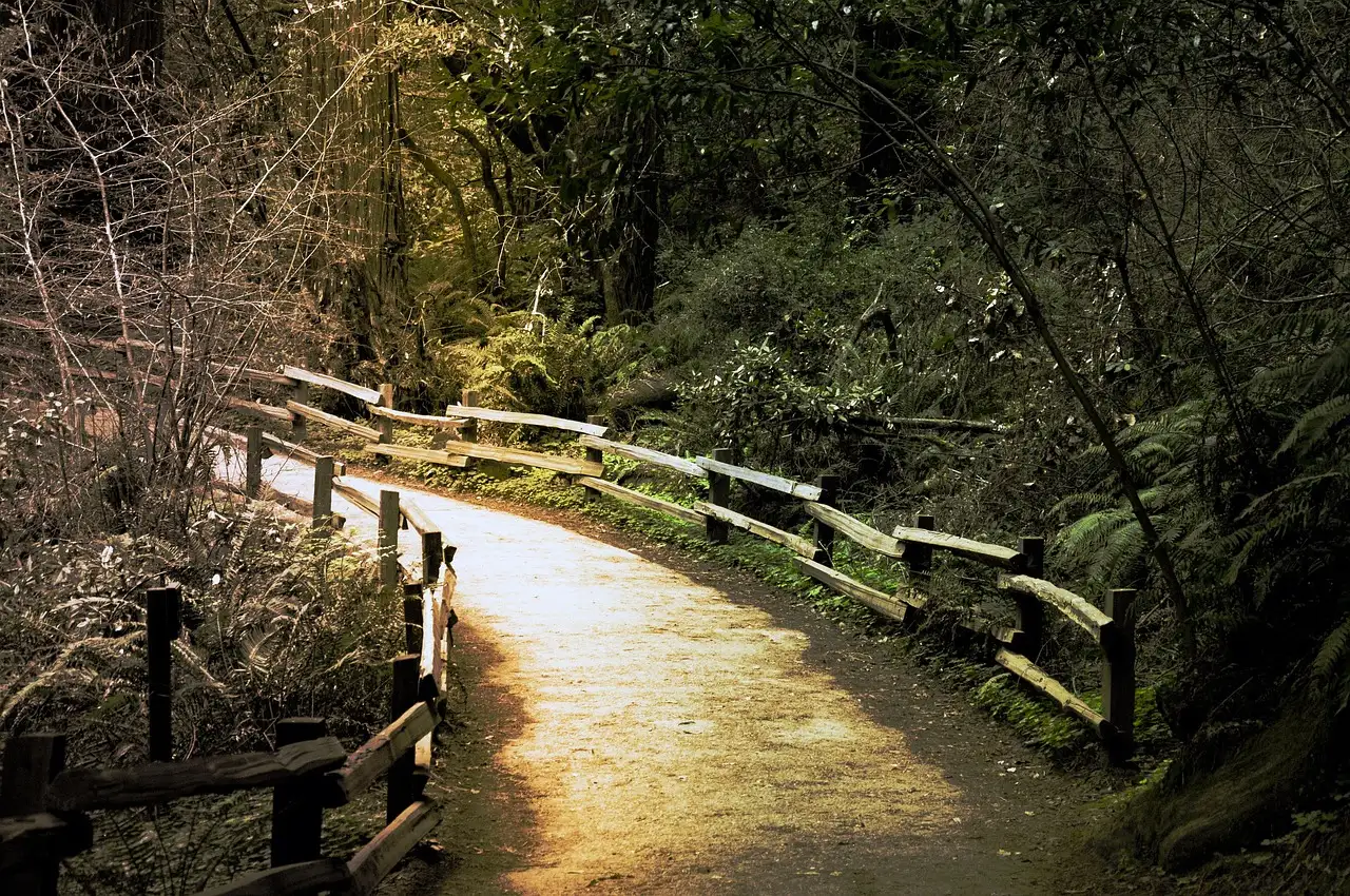 The Muir Woods Study: Rarely Quiet, Rarely Alone (Image Credits: Pixabay)