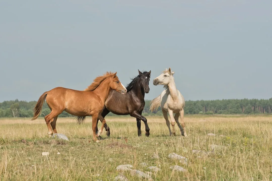Wild Horses on a Wild Coast (Image Credits: Unsplash)