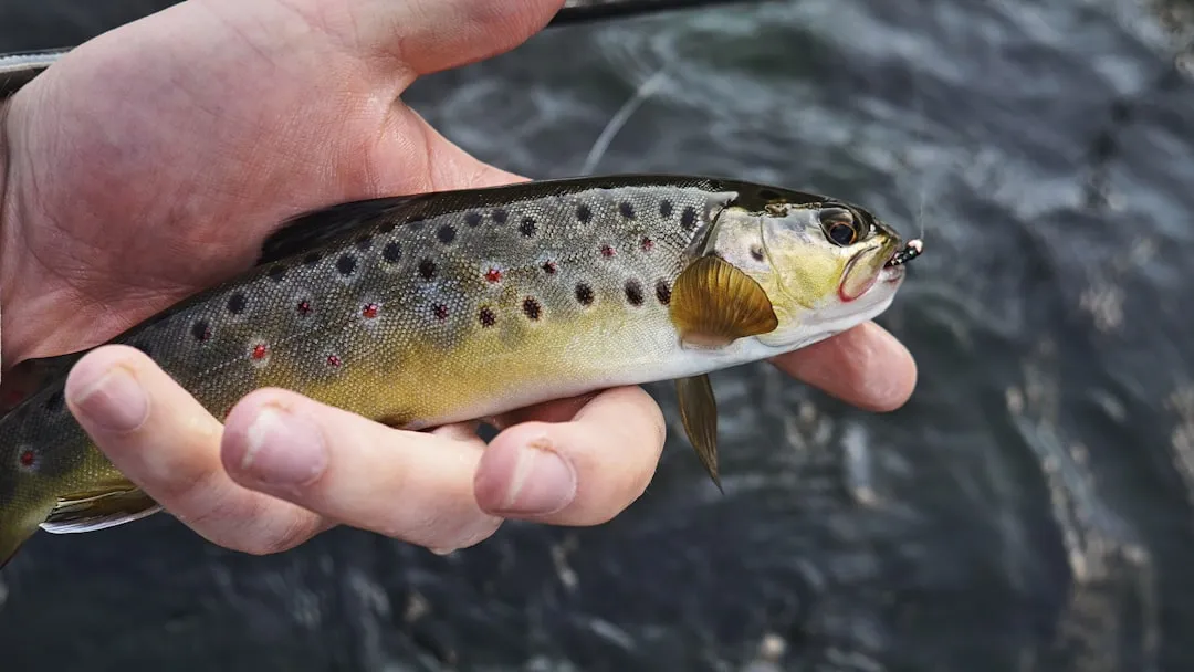 The Greys River: A Fisherman's Quiet Secret (Image Credits: Unsplash)