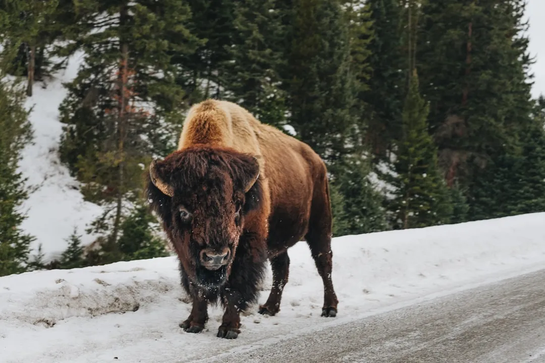Yellowstone in January: Bison, Steam, and Almost Nobody (Image Credits: Unsplash)