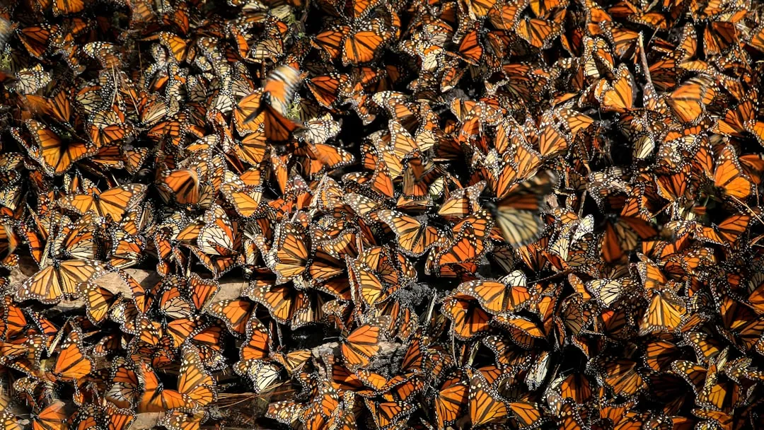 4. Pacific Grove Monarch Sanctuary, Monterey Peninsula, California (Image Credits: Unsplash)
