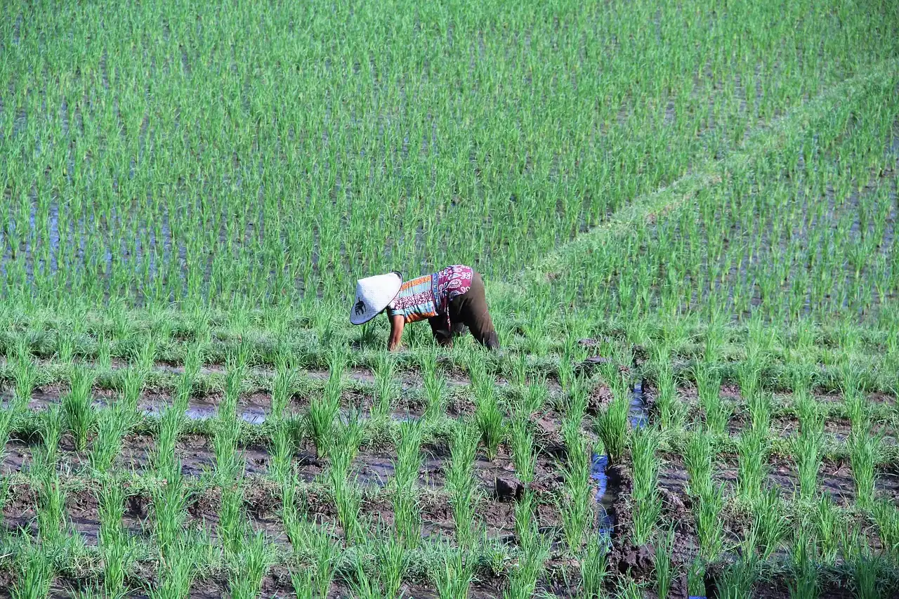 Understanding the Subak System Behind Every Terrace (Image Credits: Pixabay)