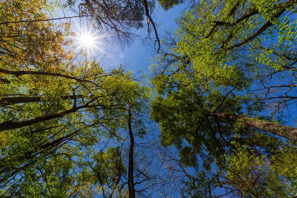 Why Congaree Stays Under the Radar (aparlette, Flickr, CC BY 2.0)